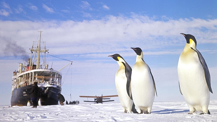 Ученые предположили, что экскременты пингвинов влияют на климат