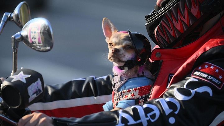 Ученые выявили три типа хозяев собак в зависимости от отношения к питомцу